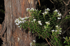 Veronica subfulvida
