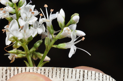 Veronica subfulvida