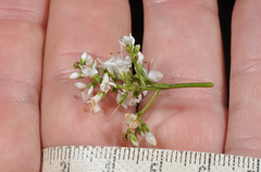 Veronica subfulvida