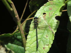 Eusynthemis aurolineata