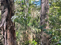 Veronica subfulvida
