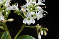Veronica subfulvida