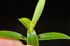 Veronica subfulvida