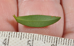 Veronica subfulvida
