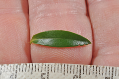 Veronica subfulvida