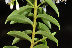 Veronica subfulvida