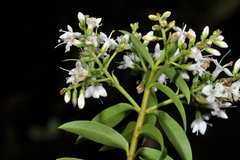 Veronica subfulvida