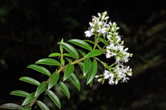 Veronica subfulvida