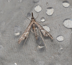 Tineodes adactylalis