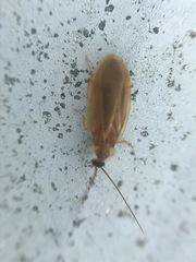 Compsodes schwarzi