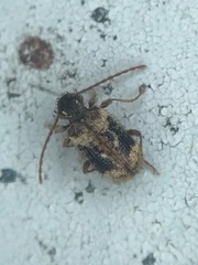 Ptinus texanus