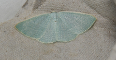 Poecilasthena fragilis