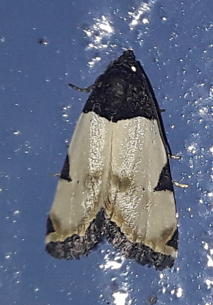 Eulocastra argentifrons