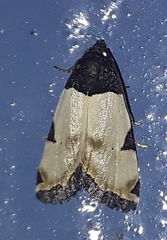 Eulocastra argentifrons