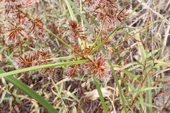 Cyperus lucidus