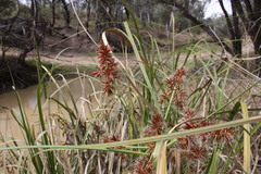 Cyperus lucidus