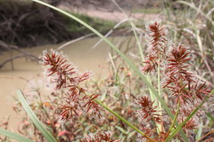 Cyperus lucidus