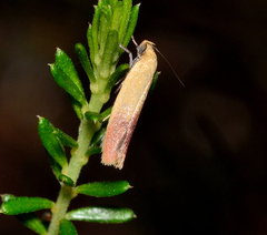 Heteroteucha parvula