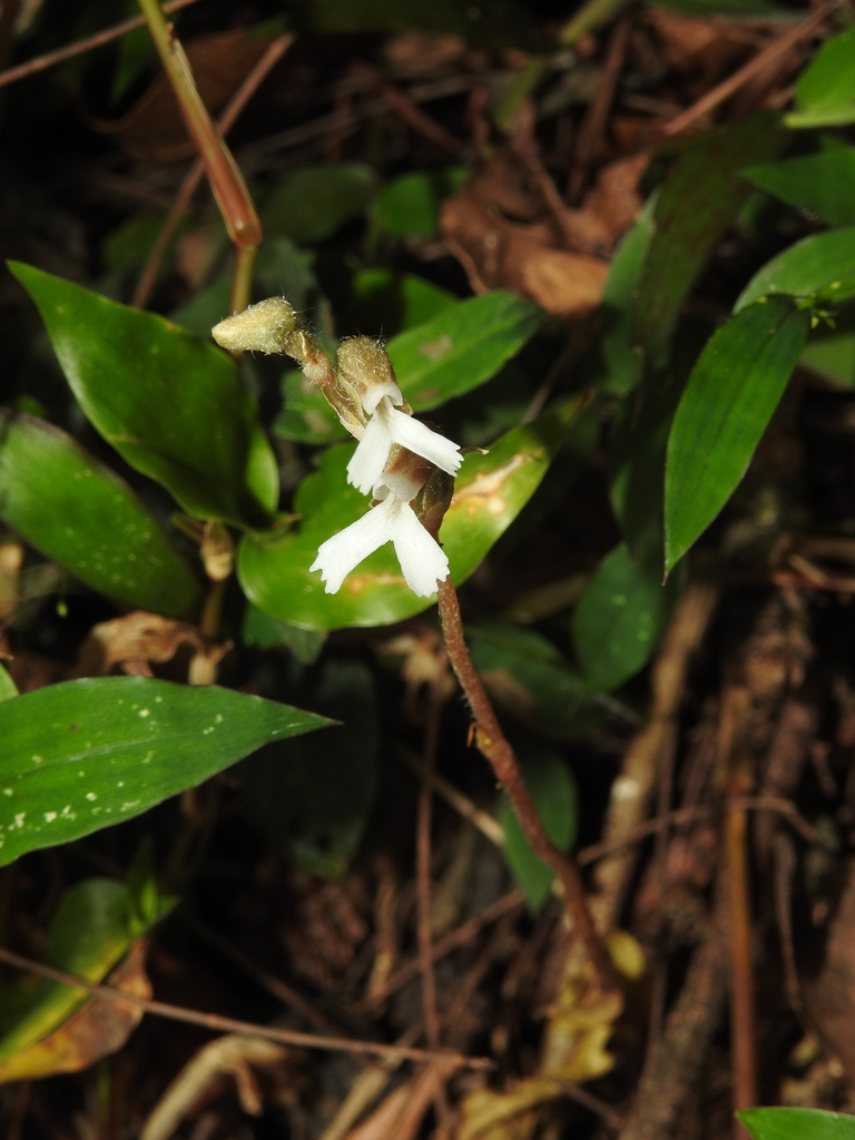 Zeuxine longilabris