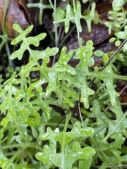 Pholistoma membranaceum