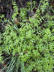 Pholistoma membranaceum