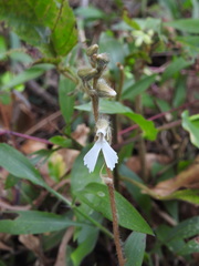 Zeuxine longilabris