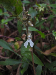 Zeuxine longilabris