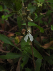 Zeuxine longilabris