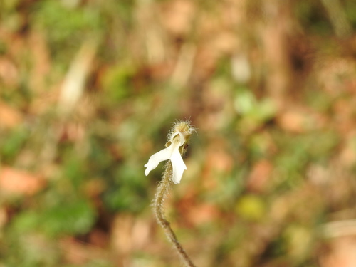 Image of Zeuxine longilabris by (c) Hopeland, some rights reserved (CC BY)