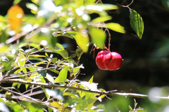 Syzygium hodgkinsoniae
