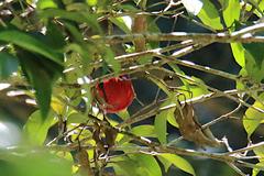 Syzygium hodgkinsoniae