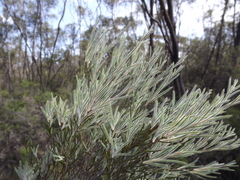 Melaleuca nodosa