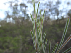 Melaleuca nodosa