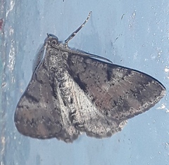Alcis cosmeta