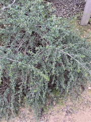 Ceanothus foliosus