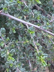 Ceanothus foliosus