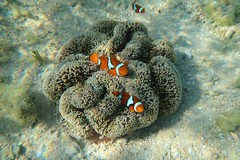 Amphiprion percula