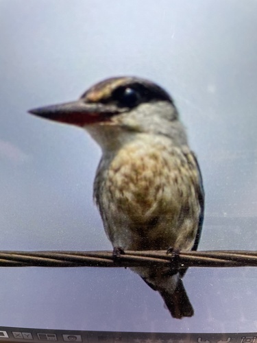 Striped Kingfisher