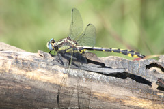 Phanogomphus kurilis
