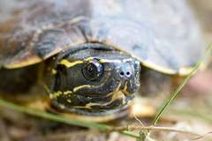 Malayemys khoratensis