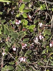 Arctostaphylos hookeri