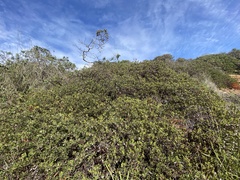 Arctostaphylos hookeri