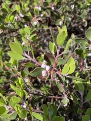 Arctostaphylos hookeri