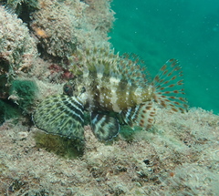 Dendrochirus barberi