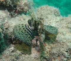 Dendrochirus barberi