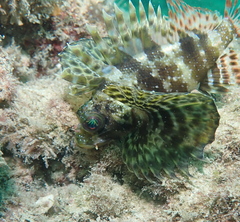 Dendrochirus barberi