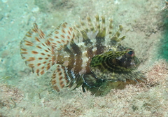 Dendrochirus barberi