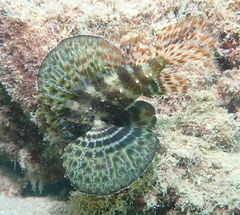 Dendrochirus barberi