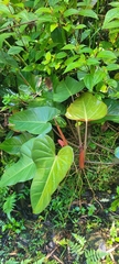 Philodendron erubescens