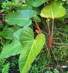 Philodendron erubescens